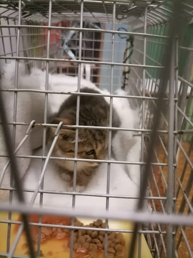 Вчера на Володарского у магазина Добро цен котенок зал...