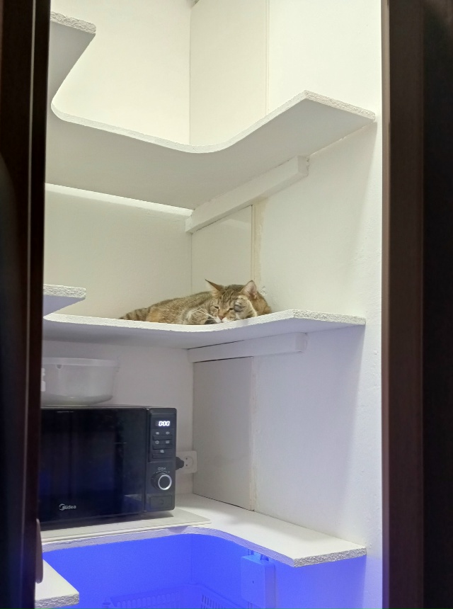 Здравствуйте. Не чесаться, не мыться не хочет. Сказал, ч...