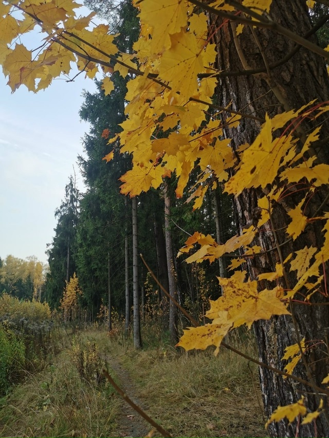 Наша красивая Балашиха в осеннем наряде 🥰