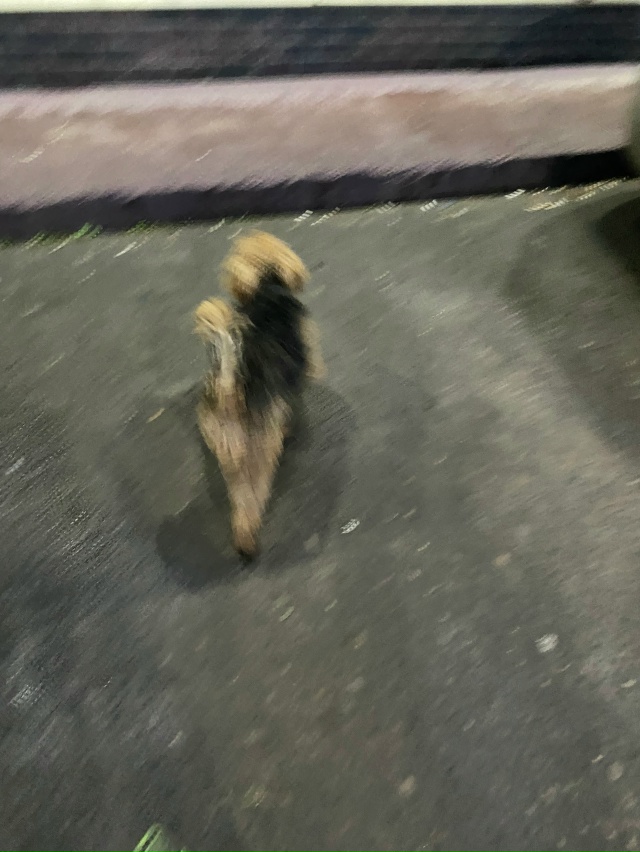 Чья пропажа? В районе фауны носится, по дороге бегает, в...