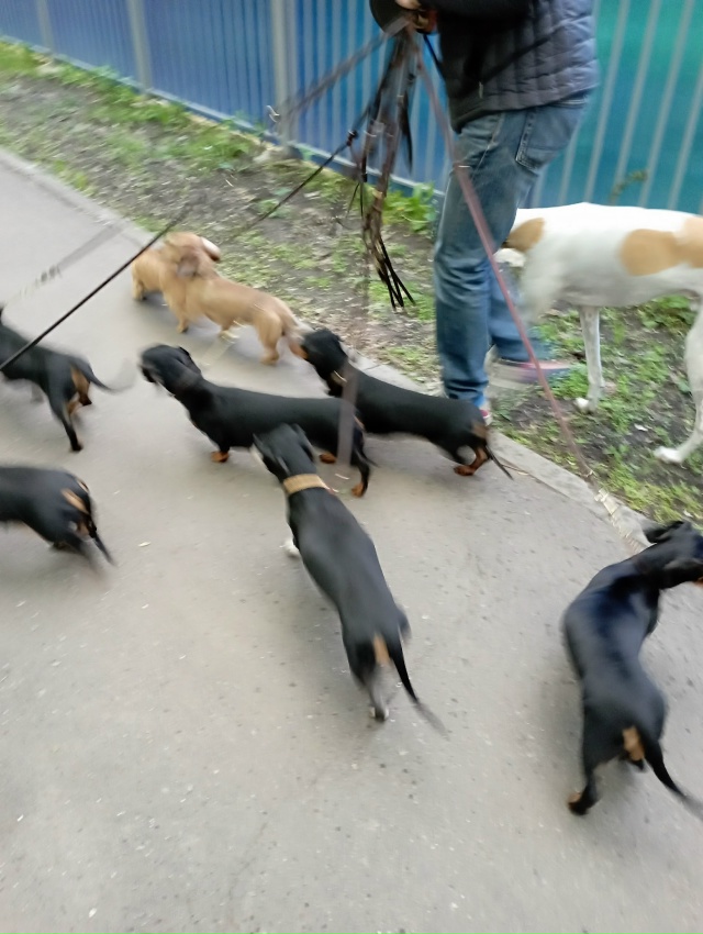 🐕🐕Владельцев собак могут обязать убирать за своими ?...