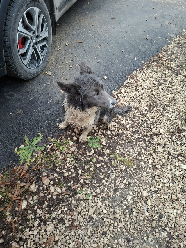Александровское поле, ул. Южная. Второй день бегает соб...