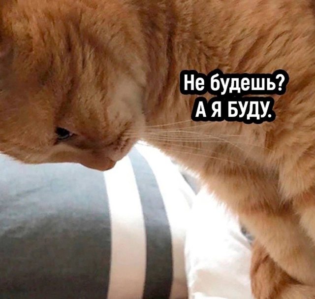 Наступает ночь. Кот: игра началась