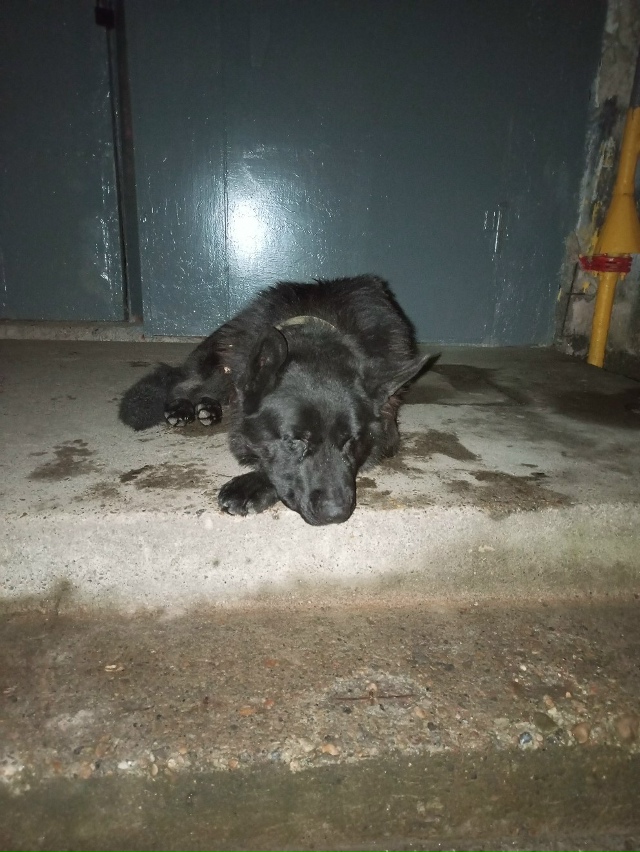 Здравствуйте!
За моим мужем увязался пёс.
Породой похо?...