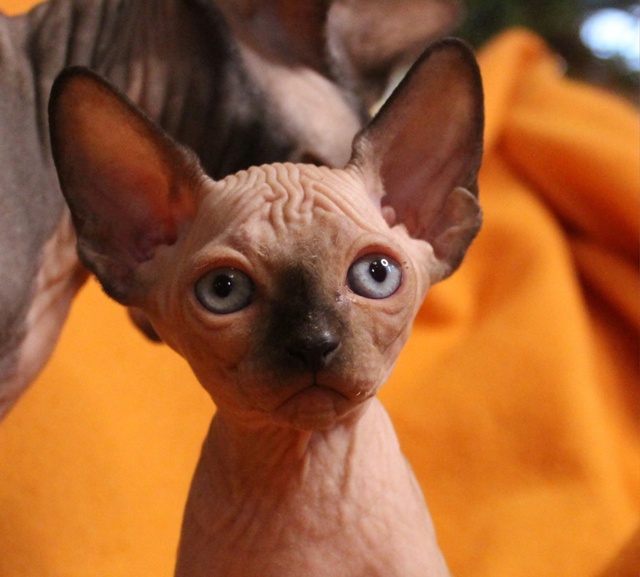 Голубоглазый ловелас подрастает и не оставляет равнод...