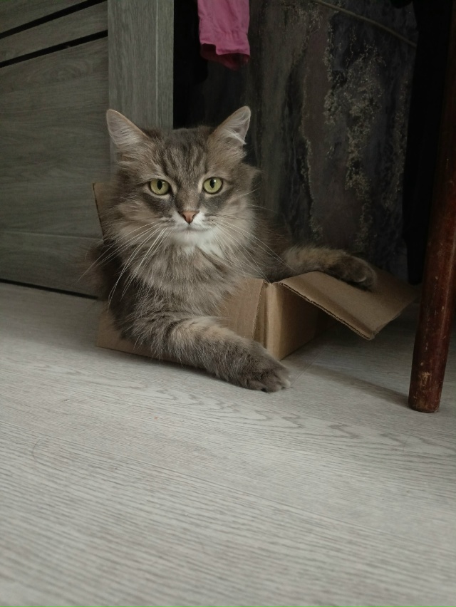 Коробочкин Маркиз Алексеевич 😁