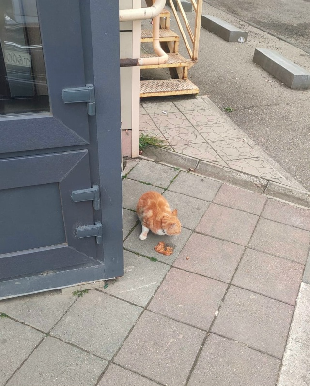 Никто не терял кошечку? Видно, что домашняя, ухоженная, ...