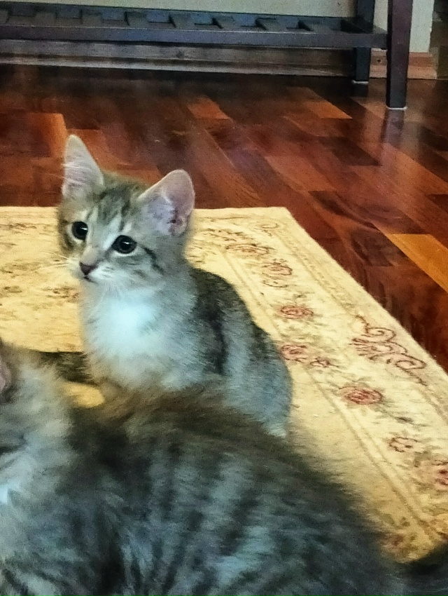 Санкт Петербург и ЛО! Мальчишка Тай ищет дом и своего х?...