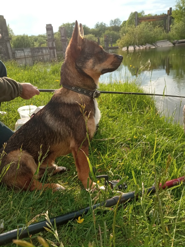 Уважаемые земляки! Просим помощи в поиске нашей собаки...