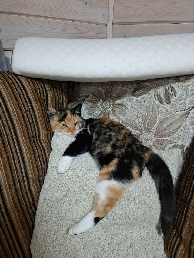 Ищет дом красивая, ласковая, умненькая кошечка. Хозяев?...