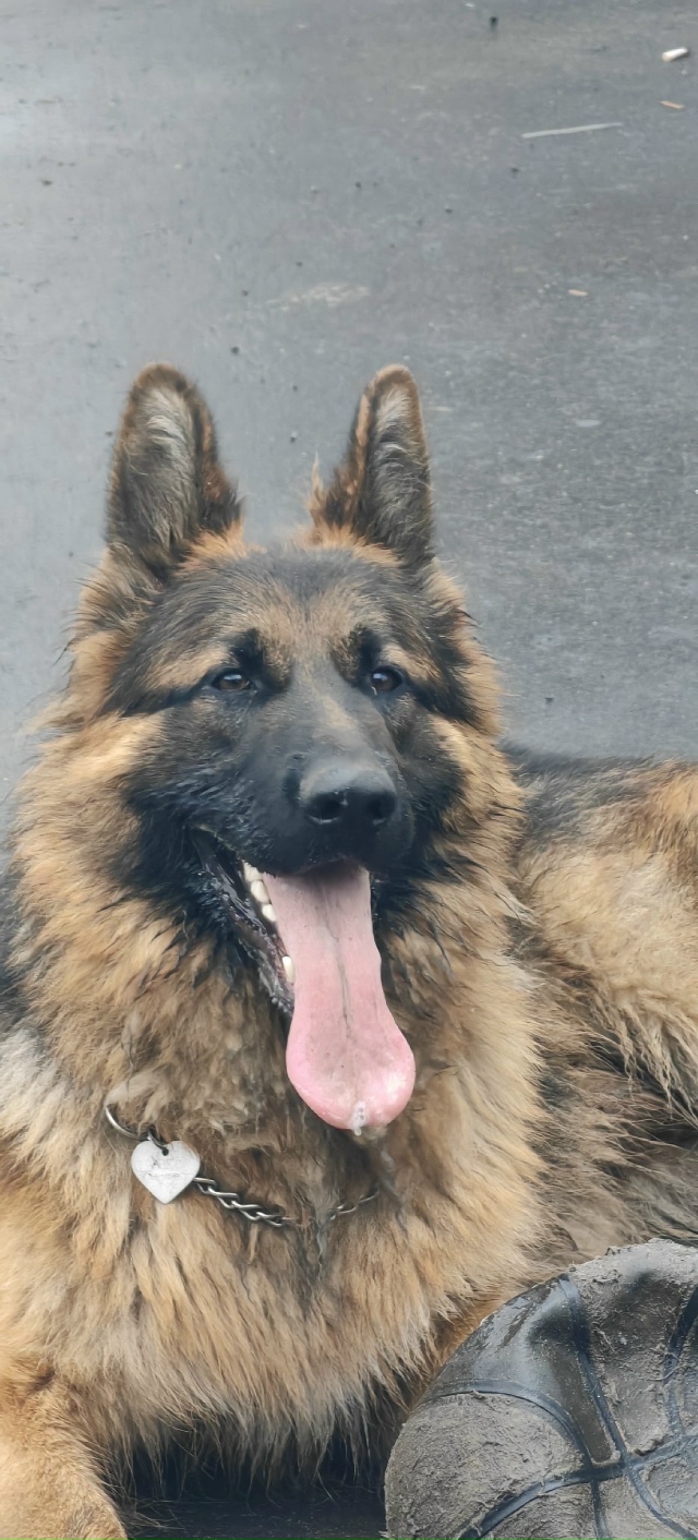 Потерялась собака, прошу того кто нашел или увидел поз?...