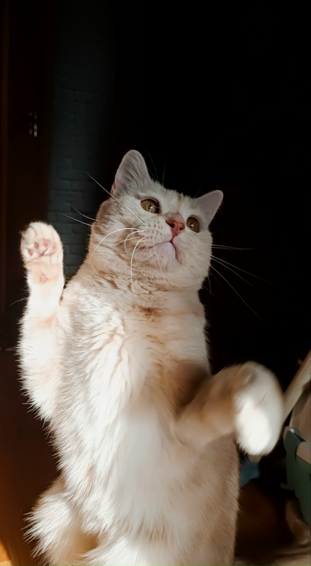 Потанцуем?😺