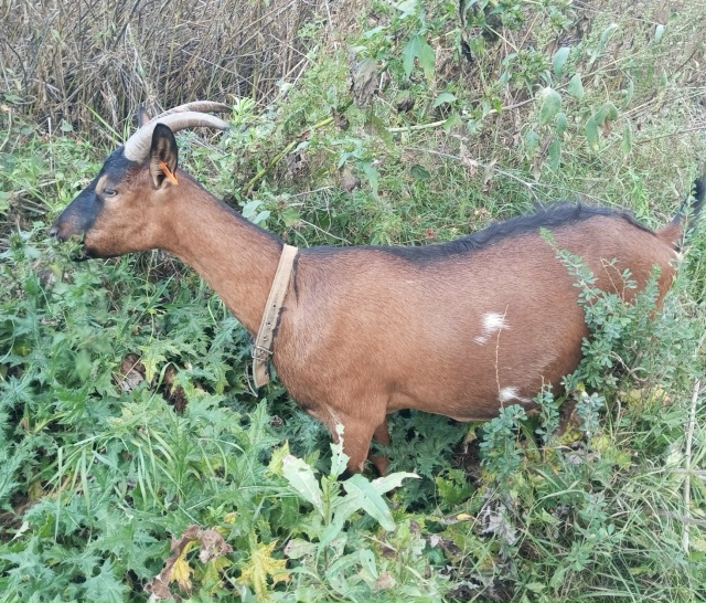 Продается козочка альпо-чешка, от высокоудойных родит?...
