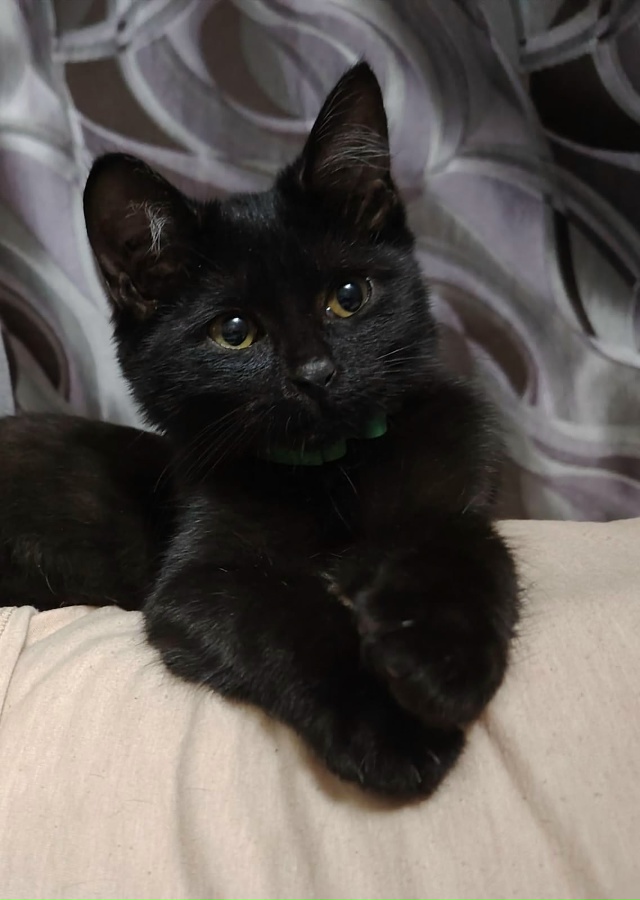 Красотки в добрые и любящие руки! Две малышки возрасом ...