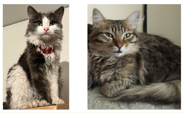 Потерялись 2 кота. Возрастом 1.5 года. В районе Азино - За?...