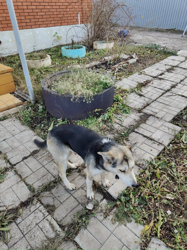 Потеряшка с ошейником бегает по улице Талалова