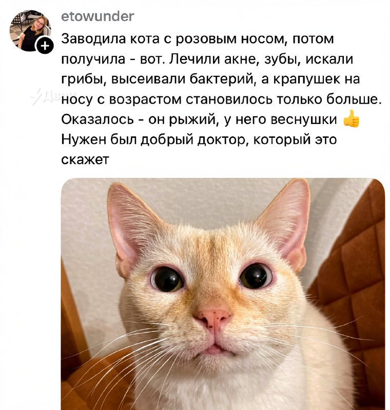 Заорал, обосрался и пустил слюни
Кожаные рассказали о самых бесполезных визитах к ветеринару. Кажда