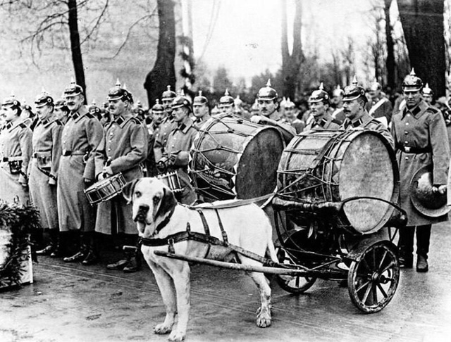 Boeнный оркecтр с собакой-литаврщиком. Кенигсберг, 1912 гoд.