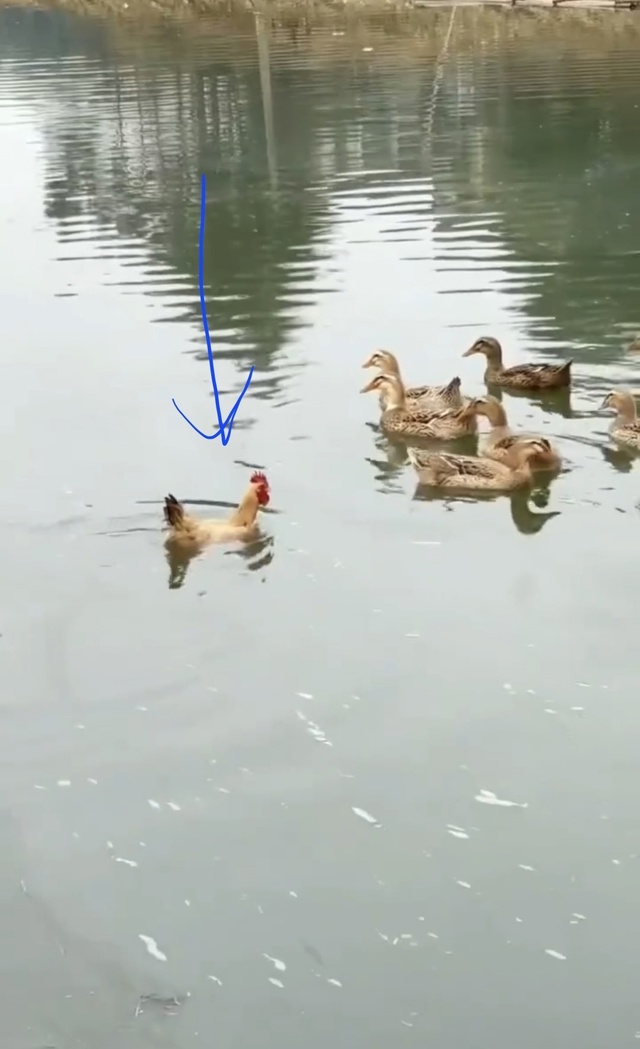 что за новый вид уток в городе ?