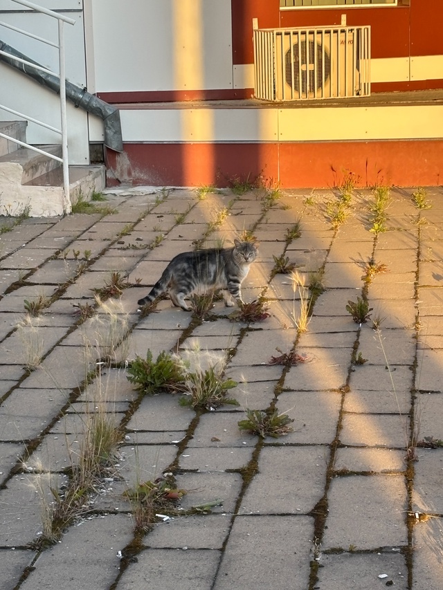 Может кто потерял