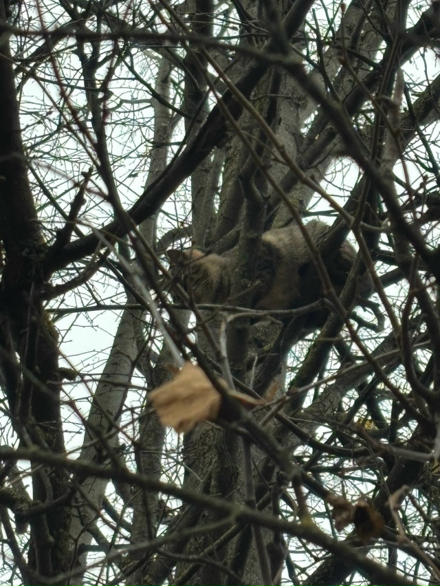 застряла кошка, если кто то может, спасите ее.
Рядом с г...