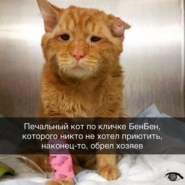 Только посмотрите, как забота и любовь меняет это мале?...