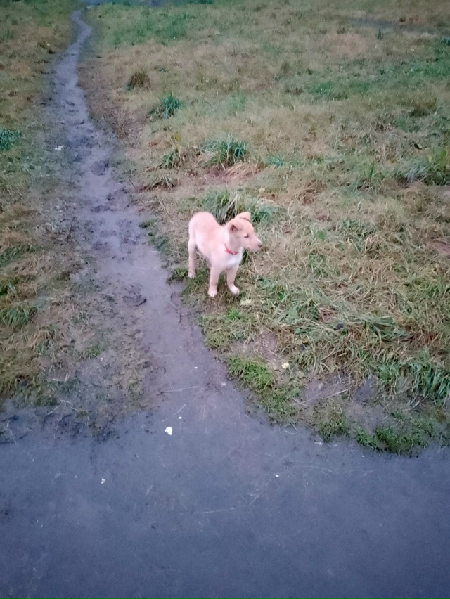 Чей?
Бегает у петёрачки на фронзе и по щорса