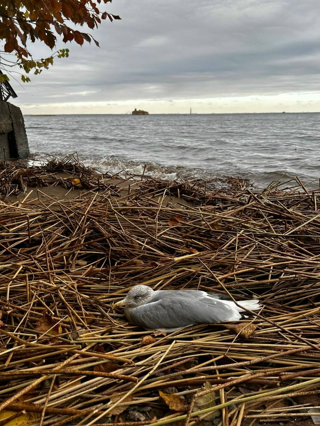 Добрый день!
В самом конце городского пляжа обнаружил?...