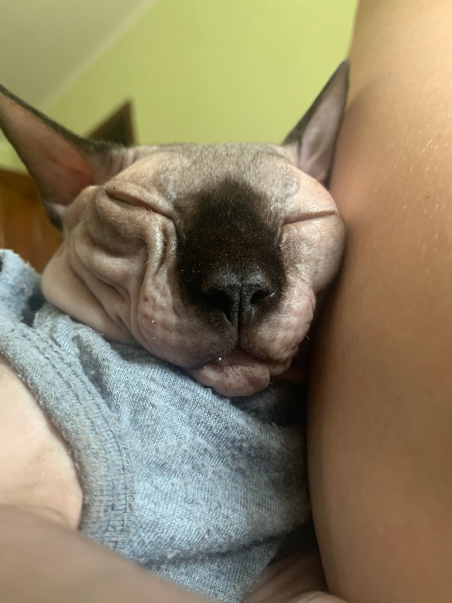 Кот Вагнер ???
Этим летом отмечаем пять лет совмес...