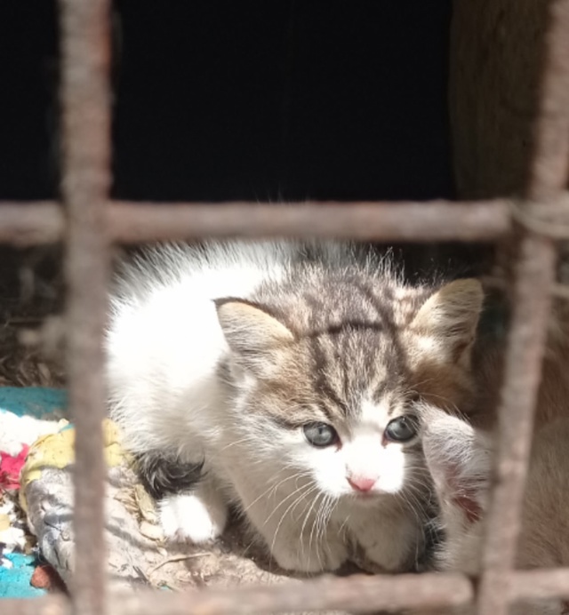 Дорогие друзья! На Шагова, в 9 доме, где почта, сидят в по...