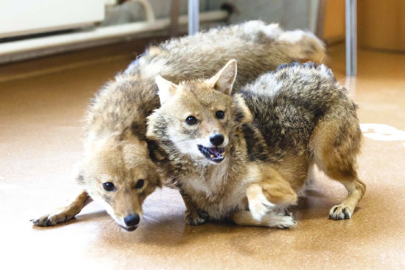 Шабака, наконец-то: шалайка — редкая российская порода собак, это гибрид шакала и лайки, который соз