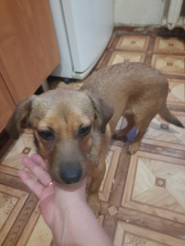 Чей потеряшка? Мальчик, найден на ул 60 Лет ВЛКСМ. Ошейни...