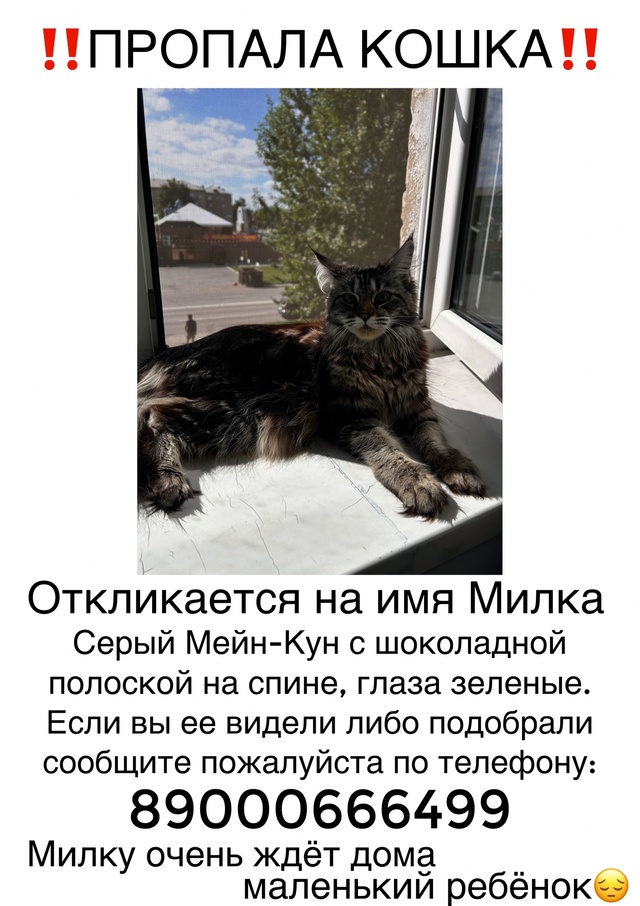 5.08 Потерялась кошка в районе Славы 1, может кто ееё виде...