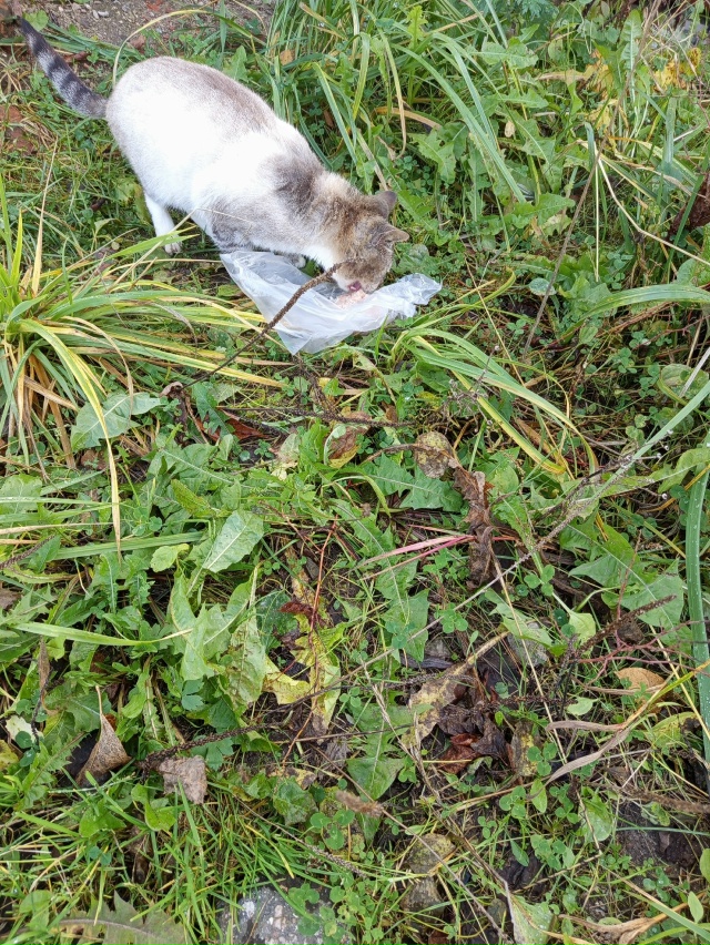 Добрый день. К магазину Кенгуру прибился котик, пожалу?...