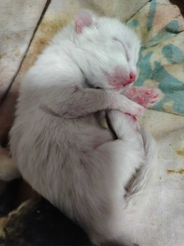 Фото 1. Отдам щенков в хорошие руки, папа по любви, две д?...