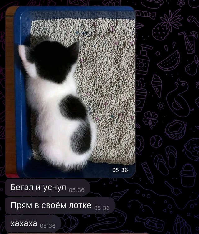 Реально на зубки похоже