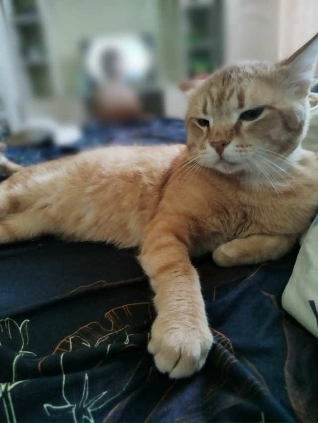 СИМБА в поиске нового дома‼️
🐈 Большой, красивый, ярк...