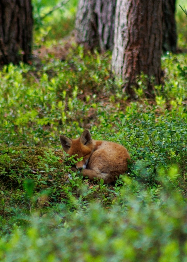 🦊 В Мурманске сняли спящего лисенка
Фотографу удало?...