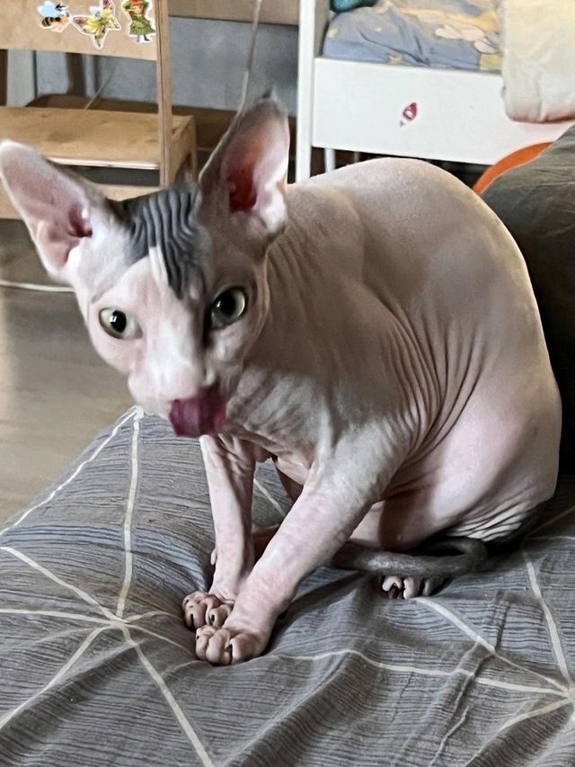 Тут снова мы-Иззи и Ви!
Года идут ,а кошки не взрослеют???...