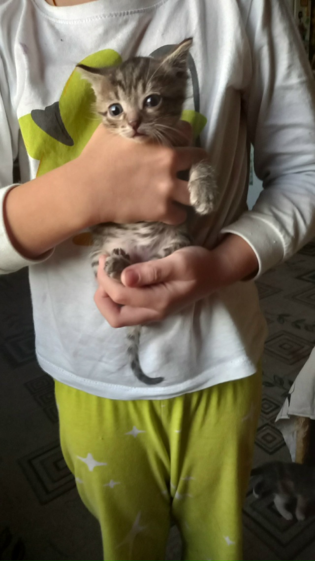 Отдам котят 89530016329