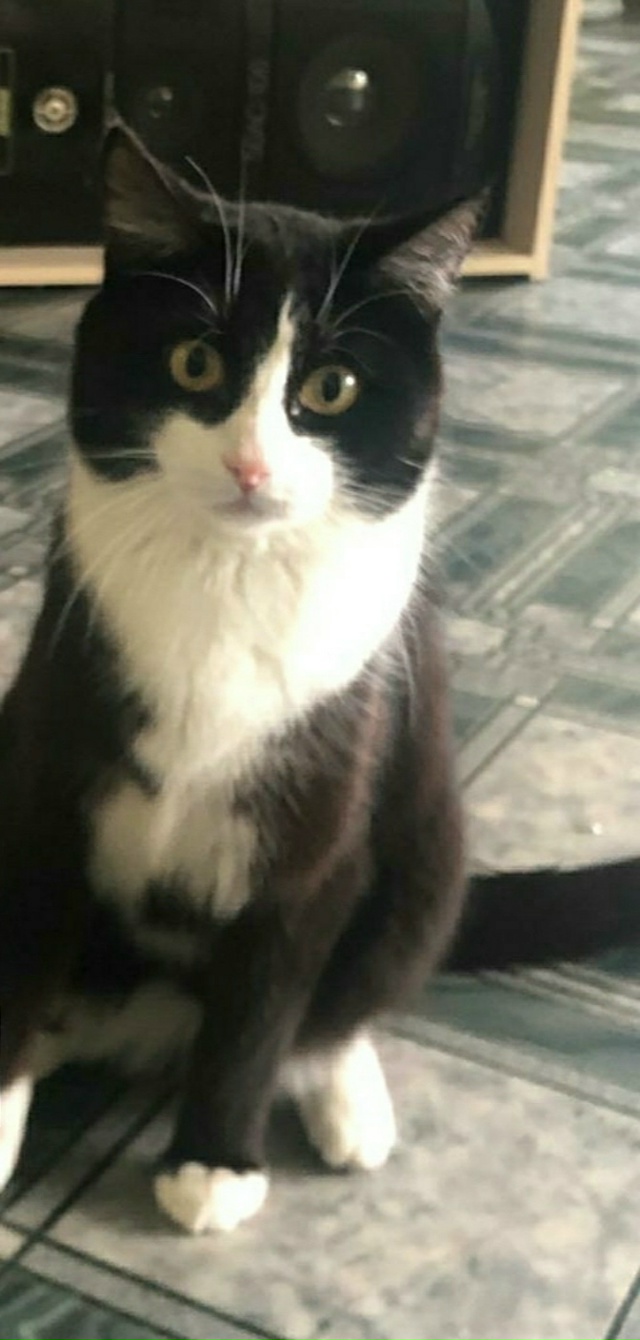 Пропал кот по кличке 