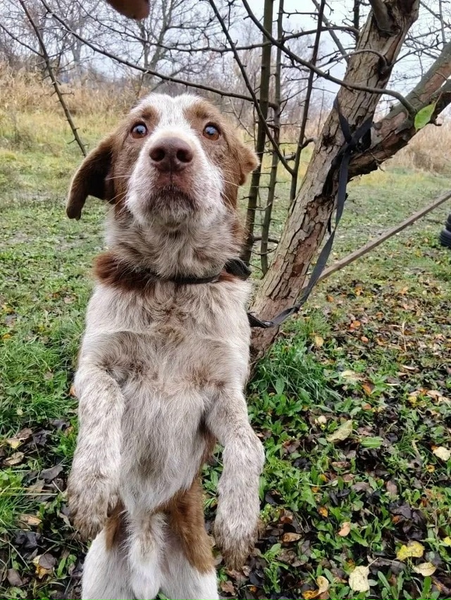 Одного встретили на трассе без уха.Эти глаза .Такой был...