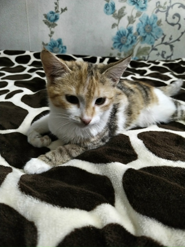 В добрые руки кошечки, все стерилизованны и обработаны...