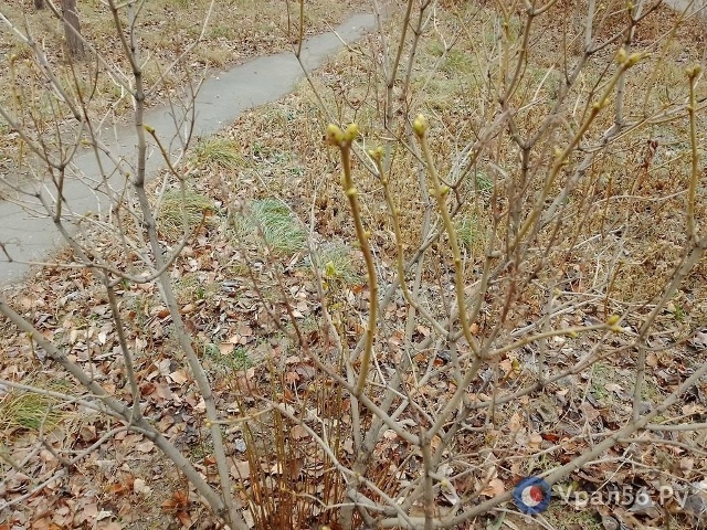До Нового года 33 дня, а в Орске на кустах сирени набухли...