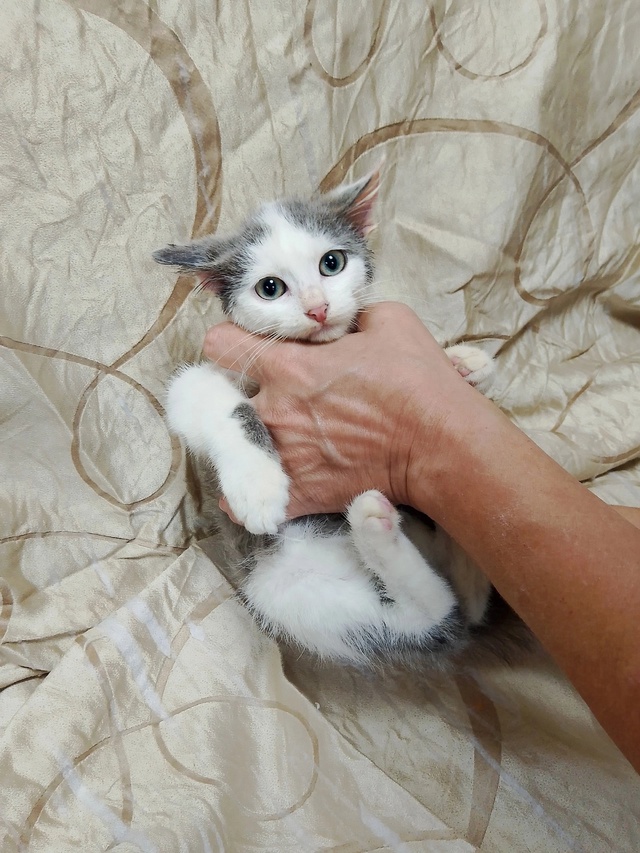 Котята ищут дом
+7 930 841-38-54 Наталья