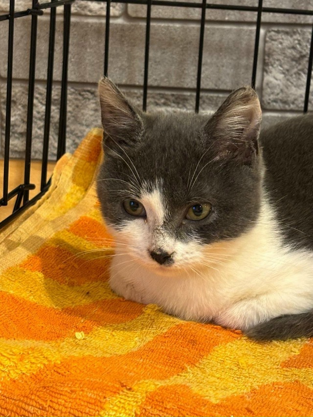 ➡️Кировск
Красивые малыши в поисках дома!!!
Две трёх ц...