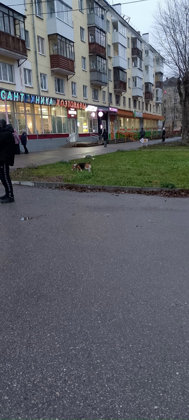 Бегает собака на рубине у монетки. В 17:30.