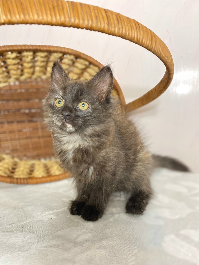 Срочно! Отдаётся даром эксклюзивный комплект в Можайс?...