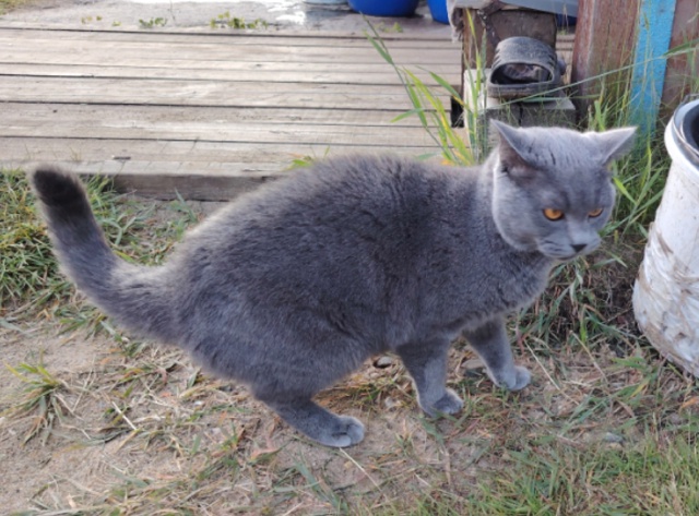 Потерялся котик, любимец семьи. Пожалуйста, помогите н?...