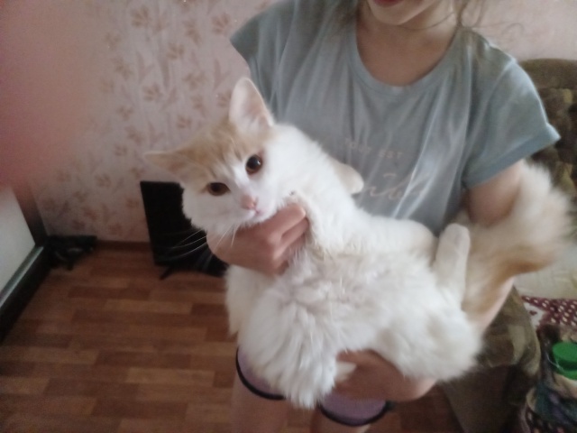 Отдадим в хорошие руки, к лотку приучин, очень ласковый